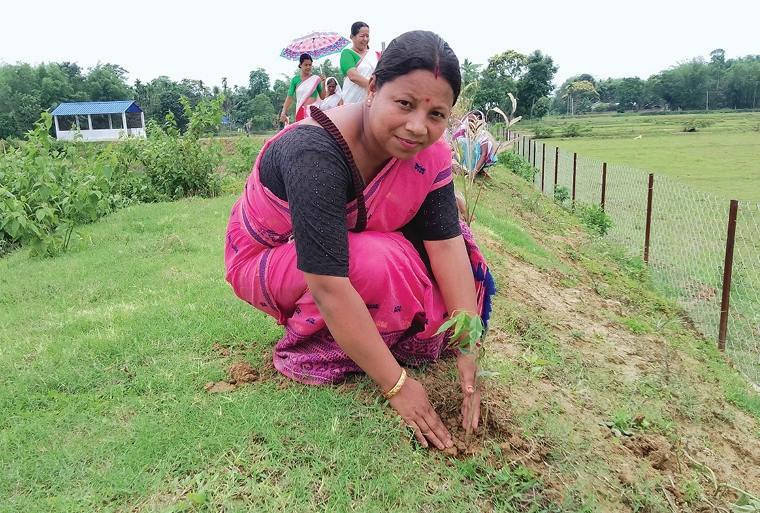 HPPI Launches Massive Tree Plantation Initiative